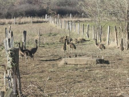 EMU FARM BERENTÉN