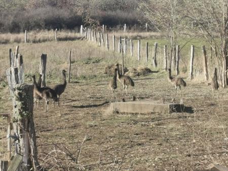 EMU FARM BERENTN