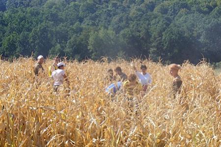 Mezőgazdasági munkák, aratás, betakarítás