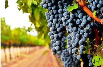 A Sajó-völgy szőlő- és bortermesztése, A borkultúra emlékei